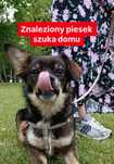Znaleziony młody pies szuka domu