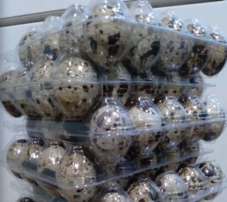 Інкубаційні яйця перепілок