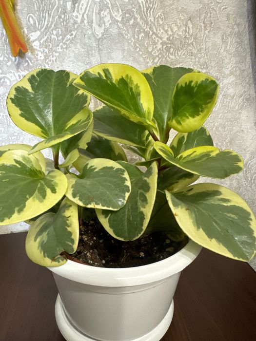 Продается переромия пестролистная