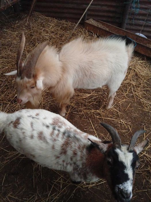 Cabrito excelente reprodutor