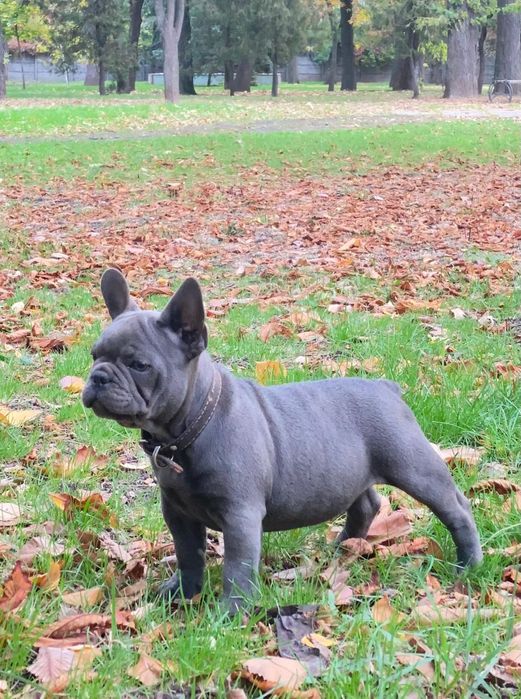 Цуценята французького бульдога