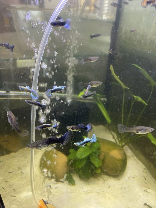Guppy Blue Moscow (CASAL)