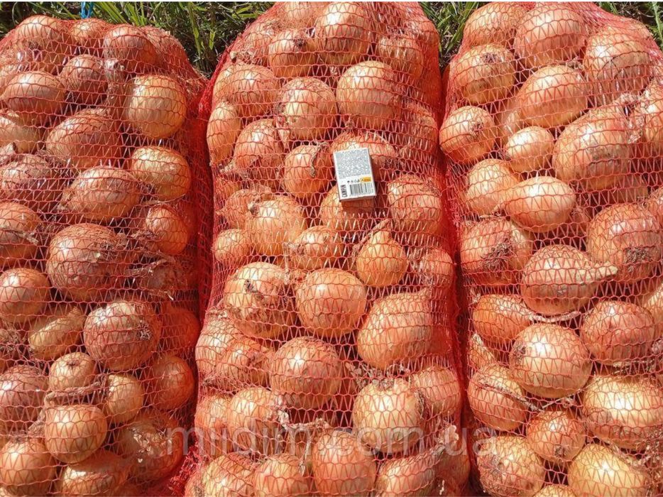 продам цибулю в большом количестве) од тоны крупная, хорошо