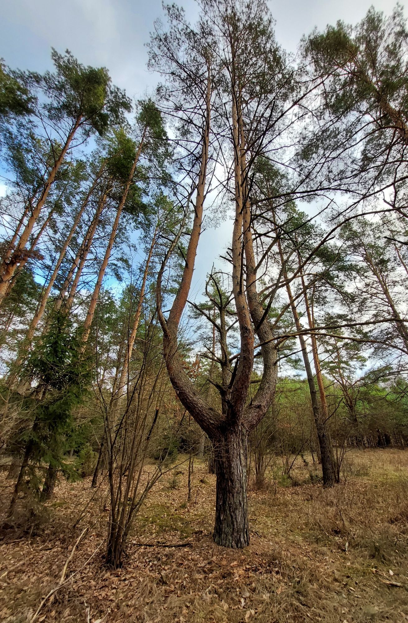 Wyjątkowe drzewo dekoracyjne Sosna