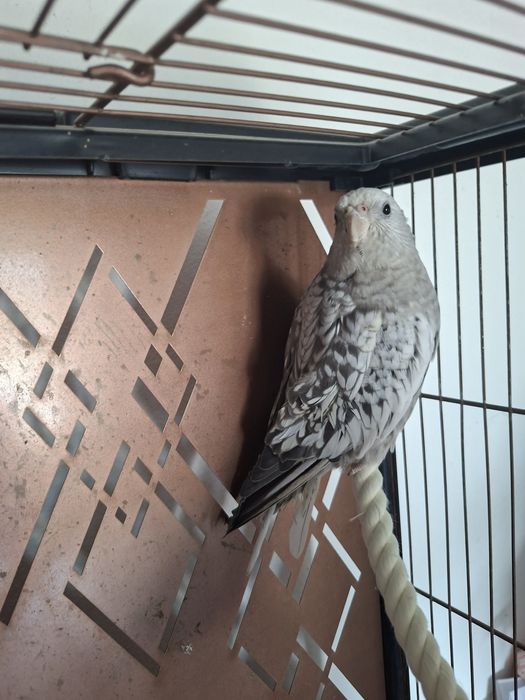 Gaiola com caturras domesticadas