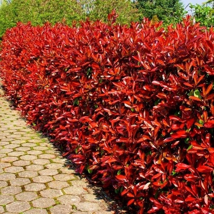 Głogownik RED ROBIN 15-30cm W DONICZCE ! PIĘKNE sadzonki - żywopłot.