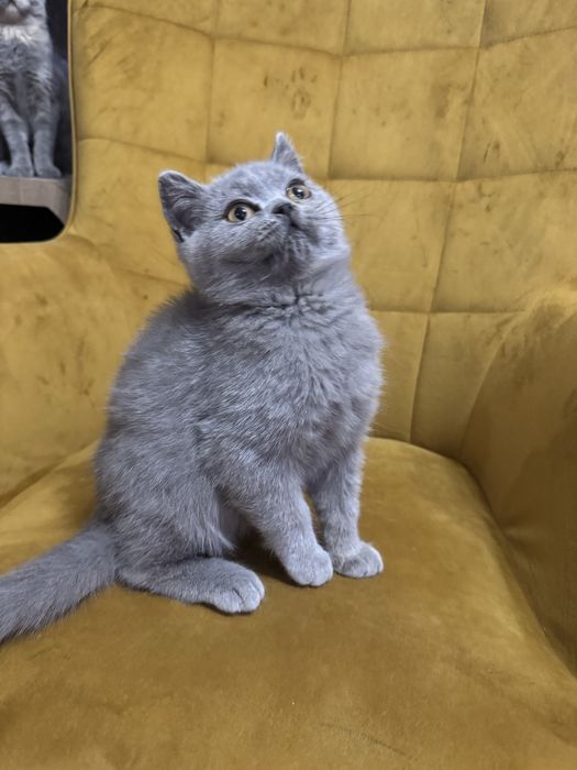 Kocur ,kocurek Brytyjski niebieski Fpl gotowy na zmiane domu