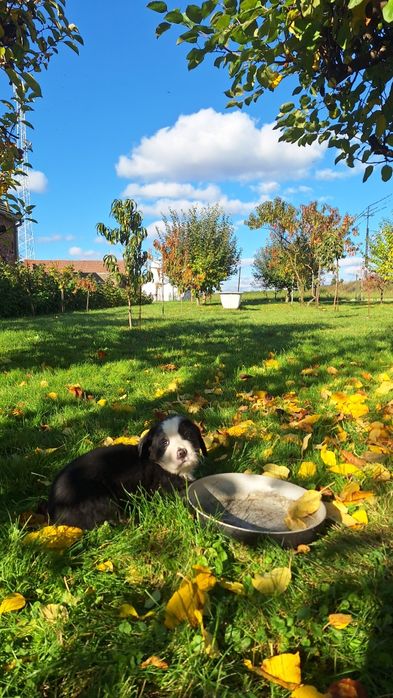 Berneński Pies Pasterski