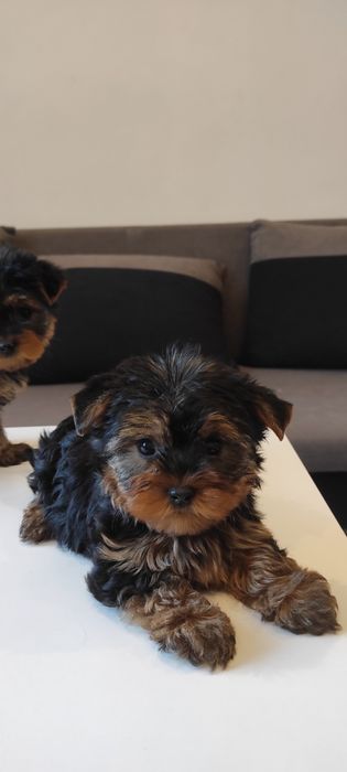 Yorkshire terrier piesek z rodowodem mini