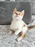 14-tygodniowa Ricotta poleca się do adopcji!