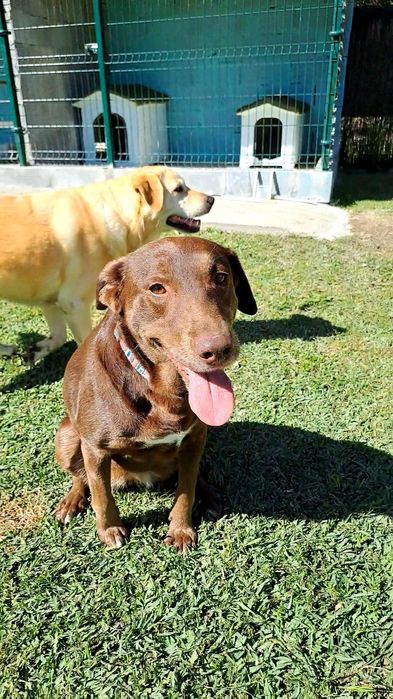 Hotel para Cães Caldas da Rainha - Sao Martinho do Porto  - Foz Arelho