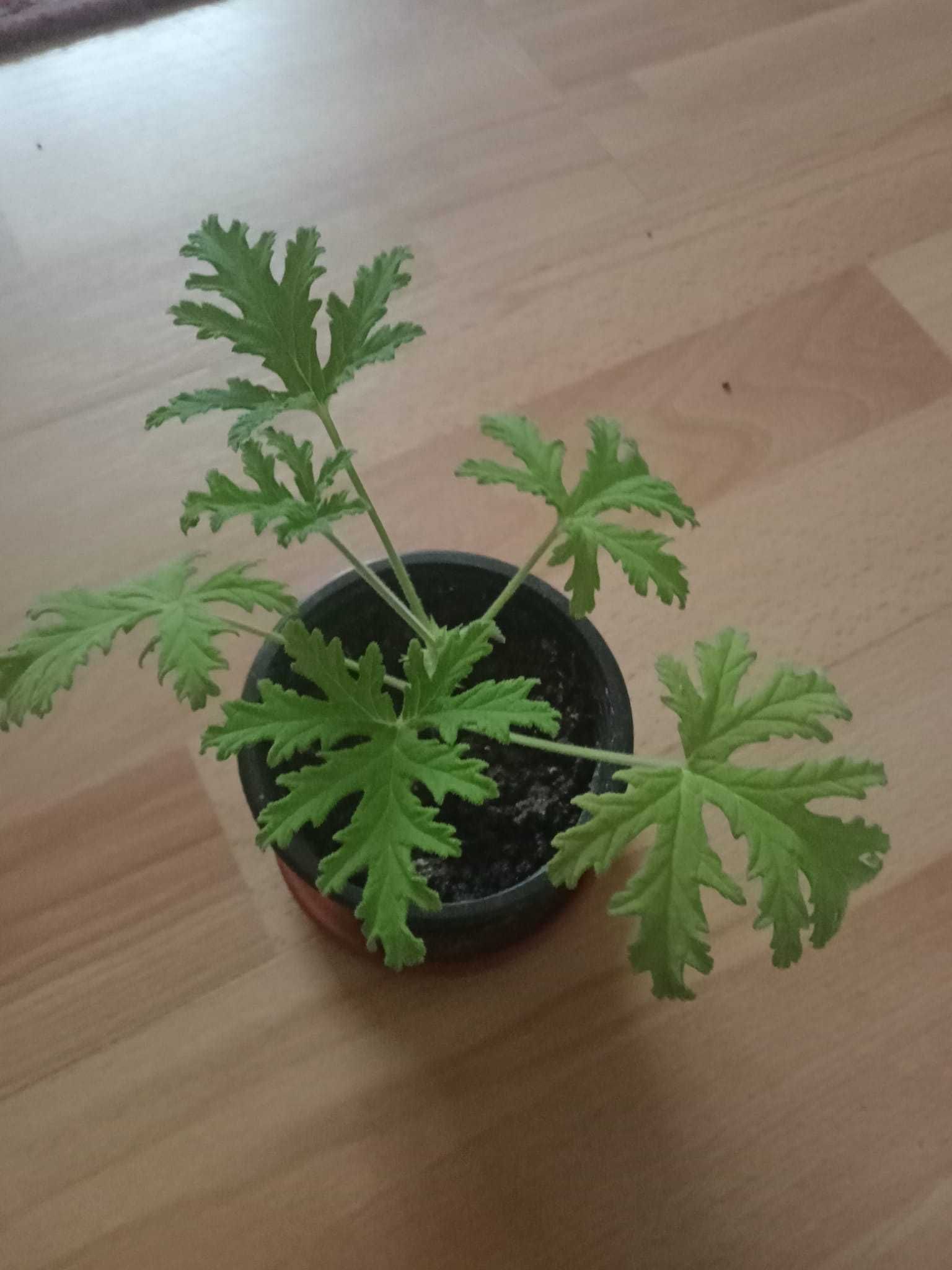 Geranium, anginka