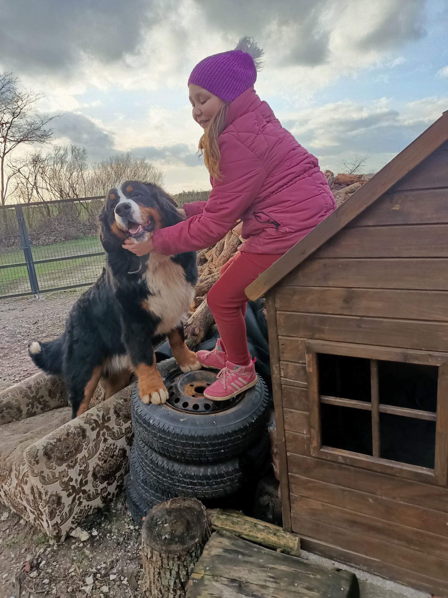 Reproduktor Berneński pies pasterski 2letni-zdrowy
