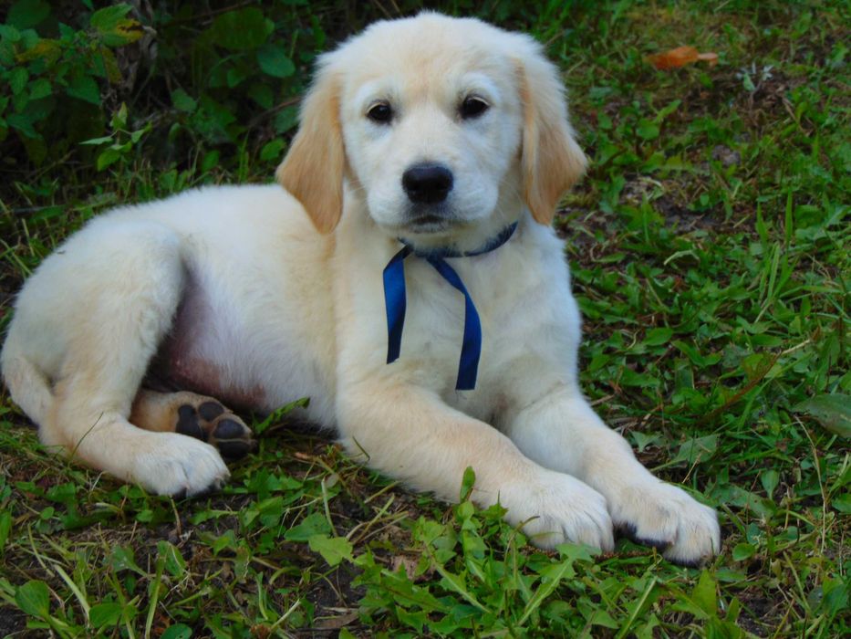 Golden Retriever*Śliczny złoty piesek