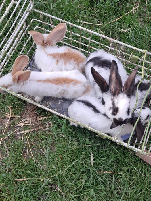 Sprzedam kroliki