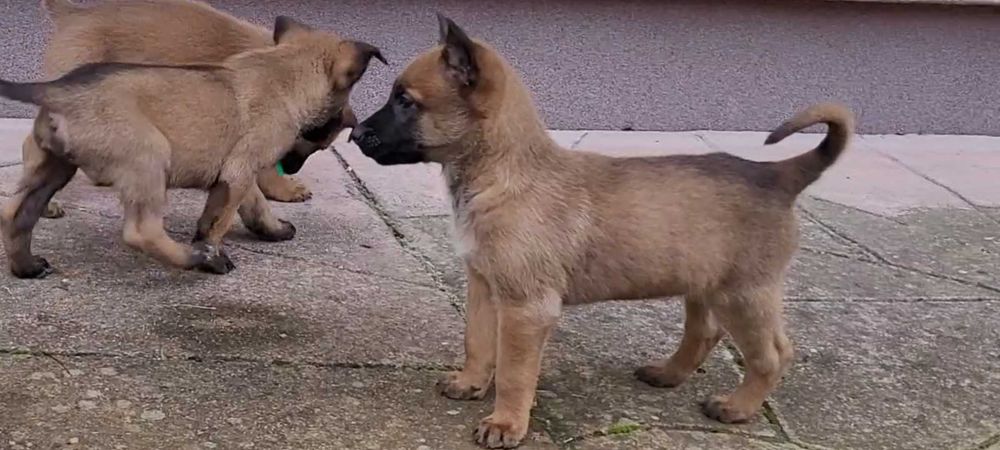 Owczarek Belgijski Malinois szczeniak piesek