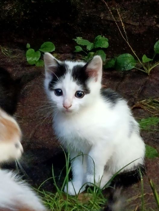 Найдієвіші котодепресанти