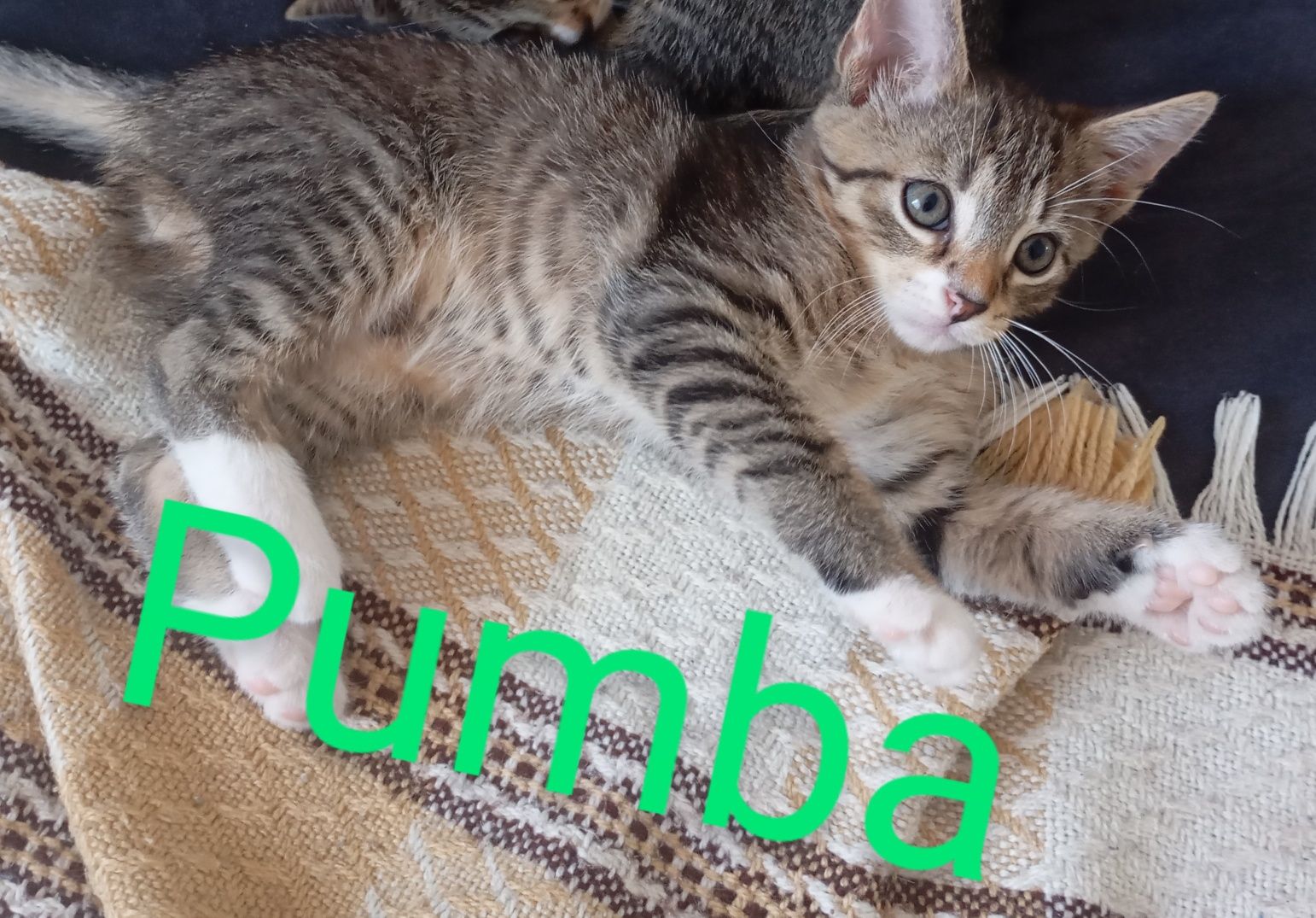 Oddam kotki w dobre ręce !!