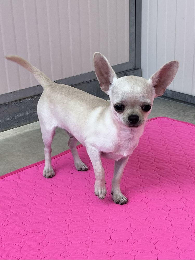Chihuahua Macho Pelo curto