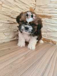 Shih tzu piesek do odbioru