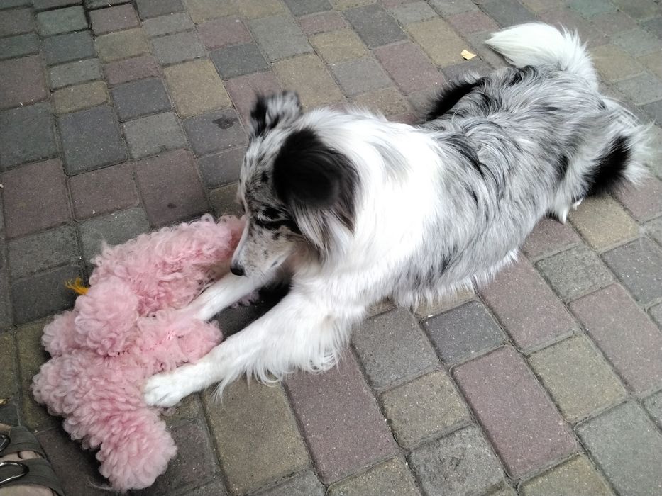 Перетримка собачок та котиків