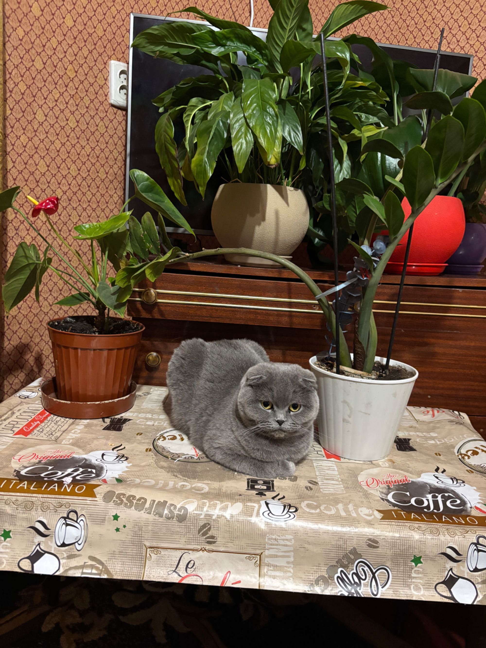 Киця кицюня, киць киць манюня)))