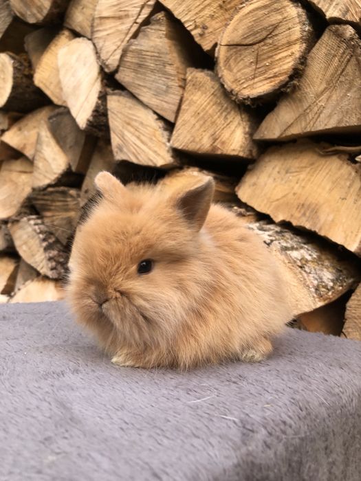 Królik miniaturka karzelek Teddy długowłosy
