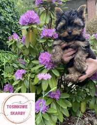 Yorkshire terrier - szczeniak malutki