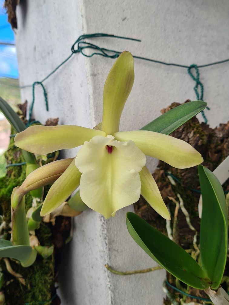 [Brassavola] Rhyncholaelia glauca - Orquídea Montada