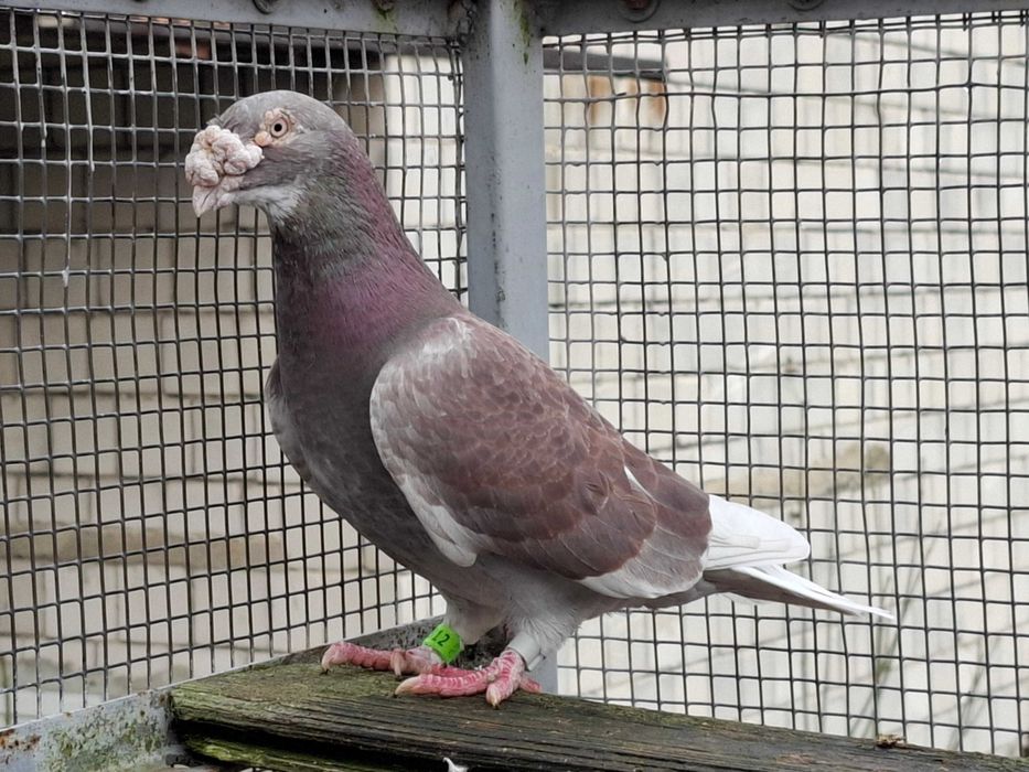 gołębie    staropolskie