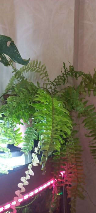 Продам набор разных  красивых папоротников и  набор спидантусов:))