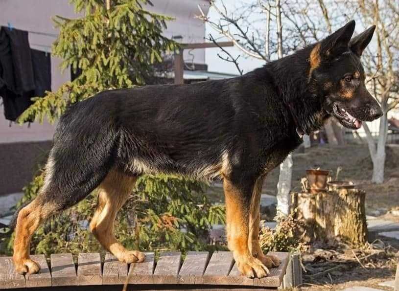 Немецкая овчарка кобель на вязку
