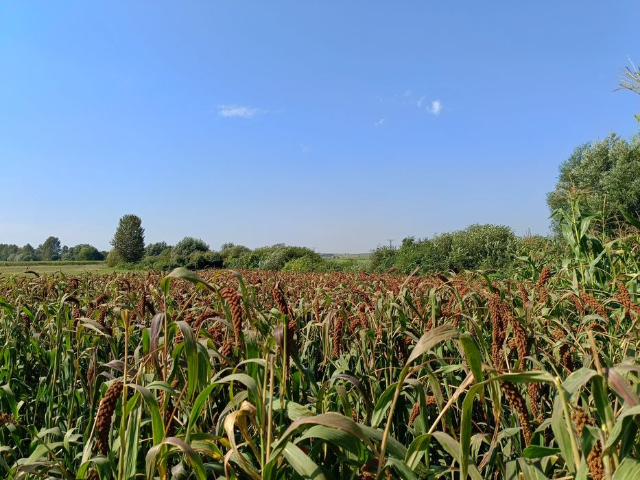 Proso senegalskie 4kg