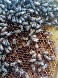 Przezimowane rodziny pszczele