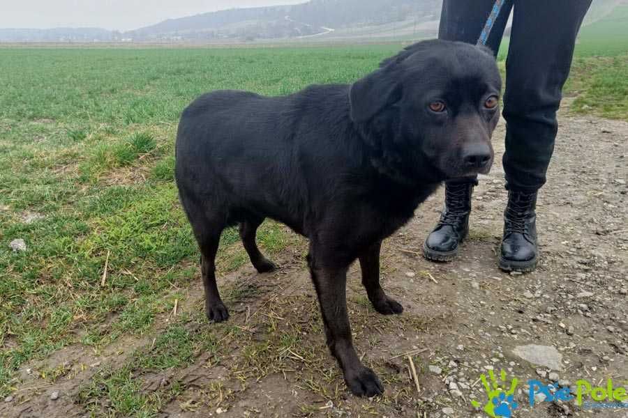 Bogusia - kochana, miła, łagodna suczka szuka domu  SCHRONISKO