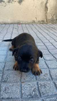 Cães bebés porte pequeno para adoção