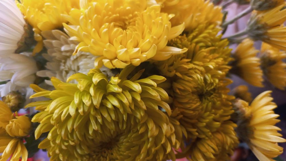 Ковиль трава. Хризантеми крупноквіткові!