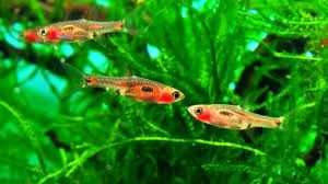 Razbora merah - Boraras merah - Rasbora - dowóz, wysyłka