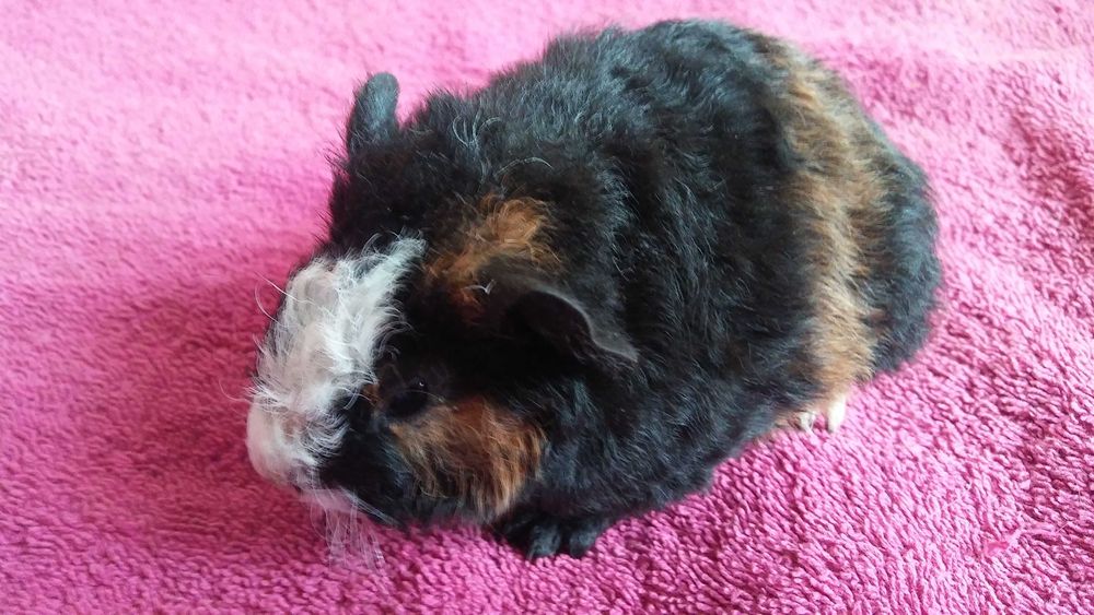 małe świnki morskie (teddy) - krótkowłose