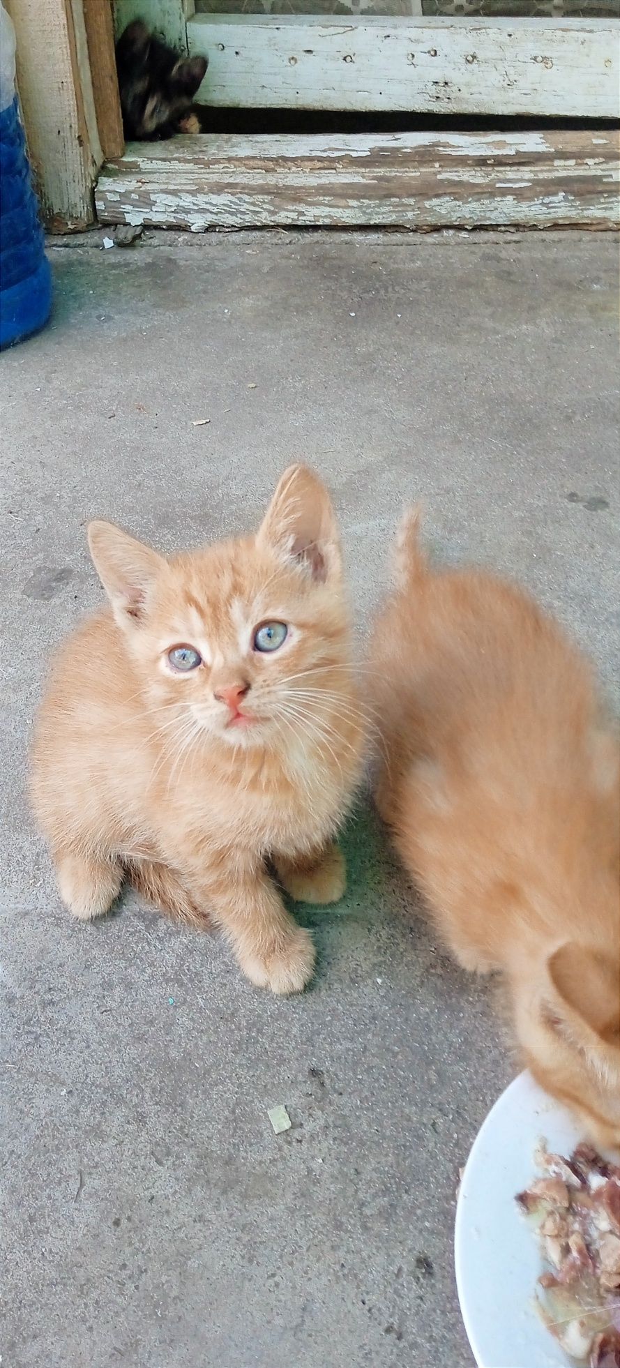 Отдам замечательных котят