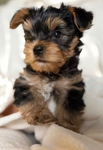Yorkshire terrier