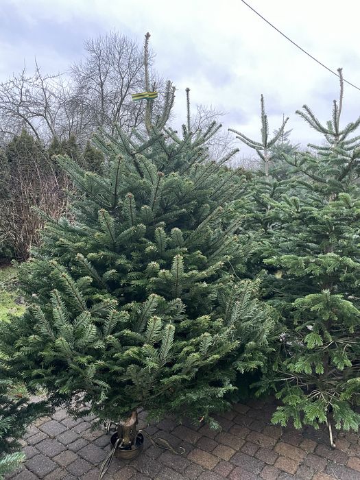 SOSNOWIEC CHOINKI świeże jodła świerk cięte doniczkowe śląsk