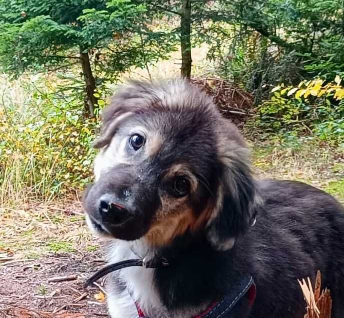 SZEPT 6 mies. pies idealny pod każdym względem. Akceptuje koty