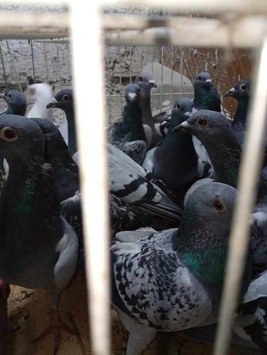 Gołębie pocztowe