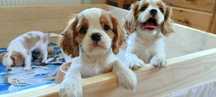 Cavalier King Charles Spaniel rodowódZKWP/FCI blenheim/tricolor
