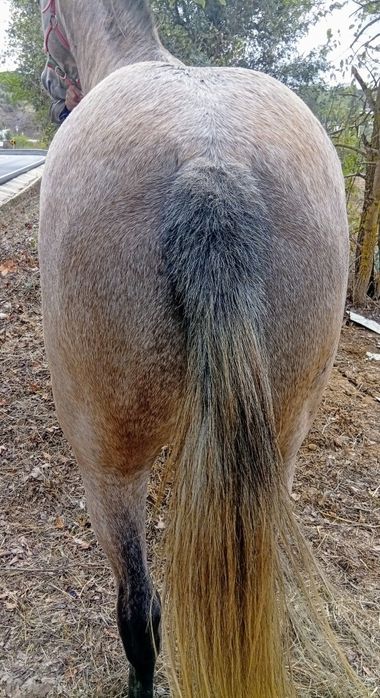 Égua cruzada de português