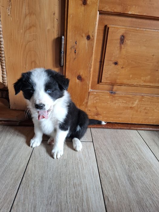 Piesek border collie