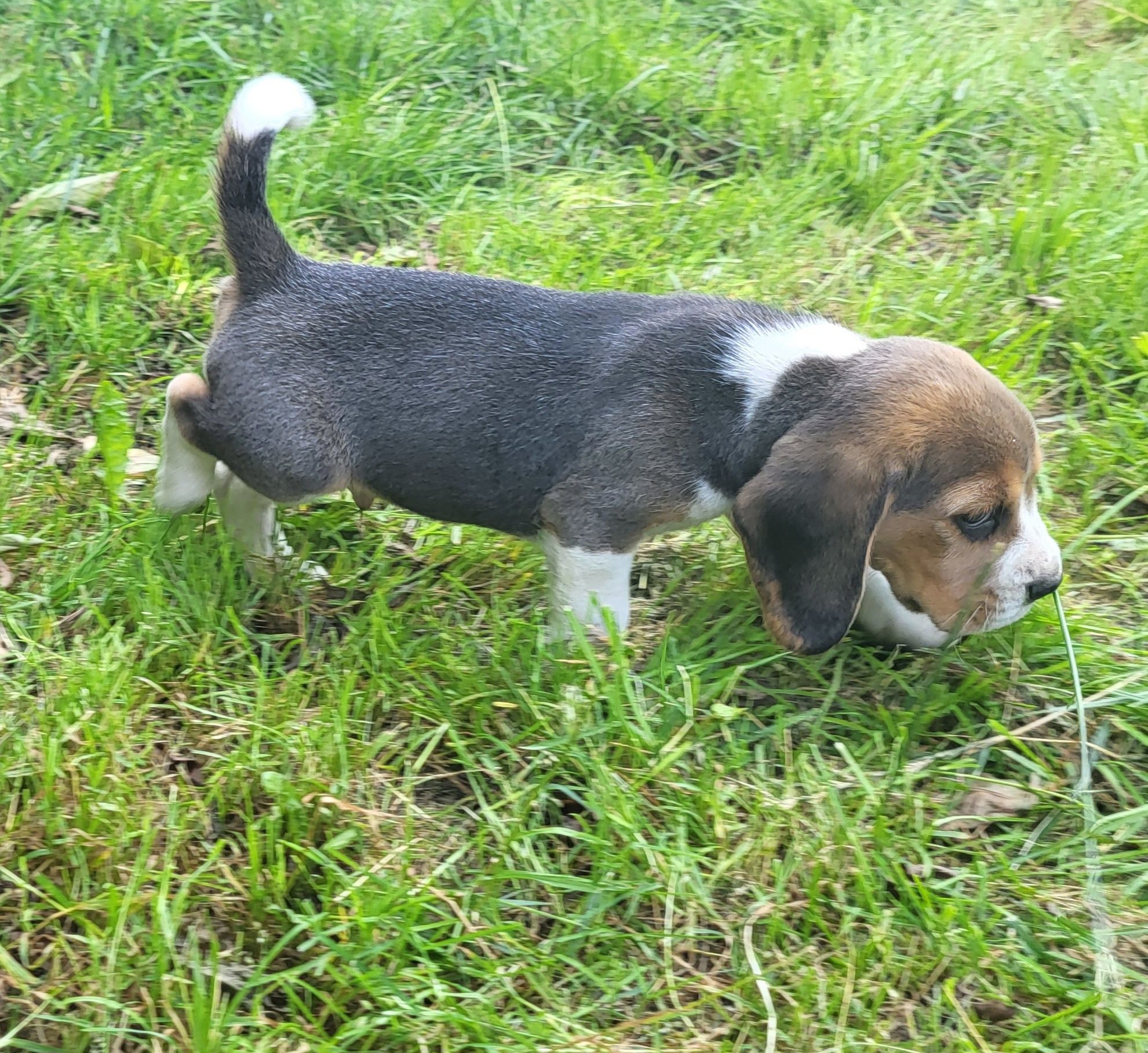 Beagle piesek sprzedam