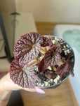 Begonia rex Chayo