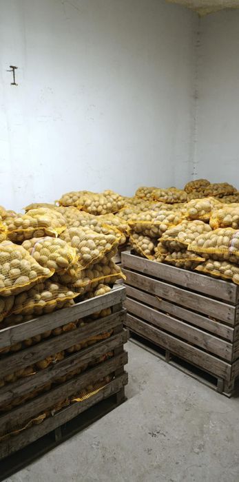 Sprzedam ziemniaki LILI